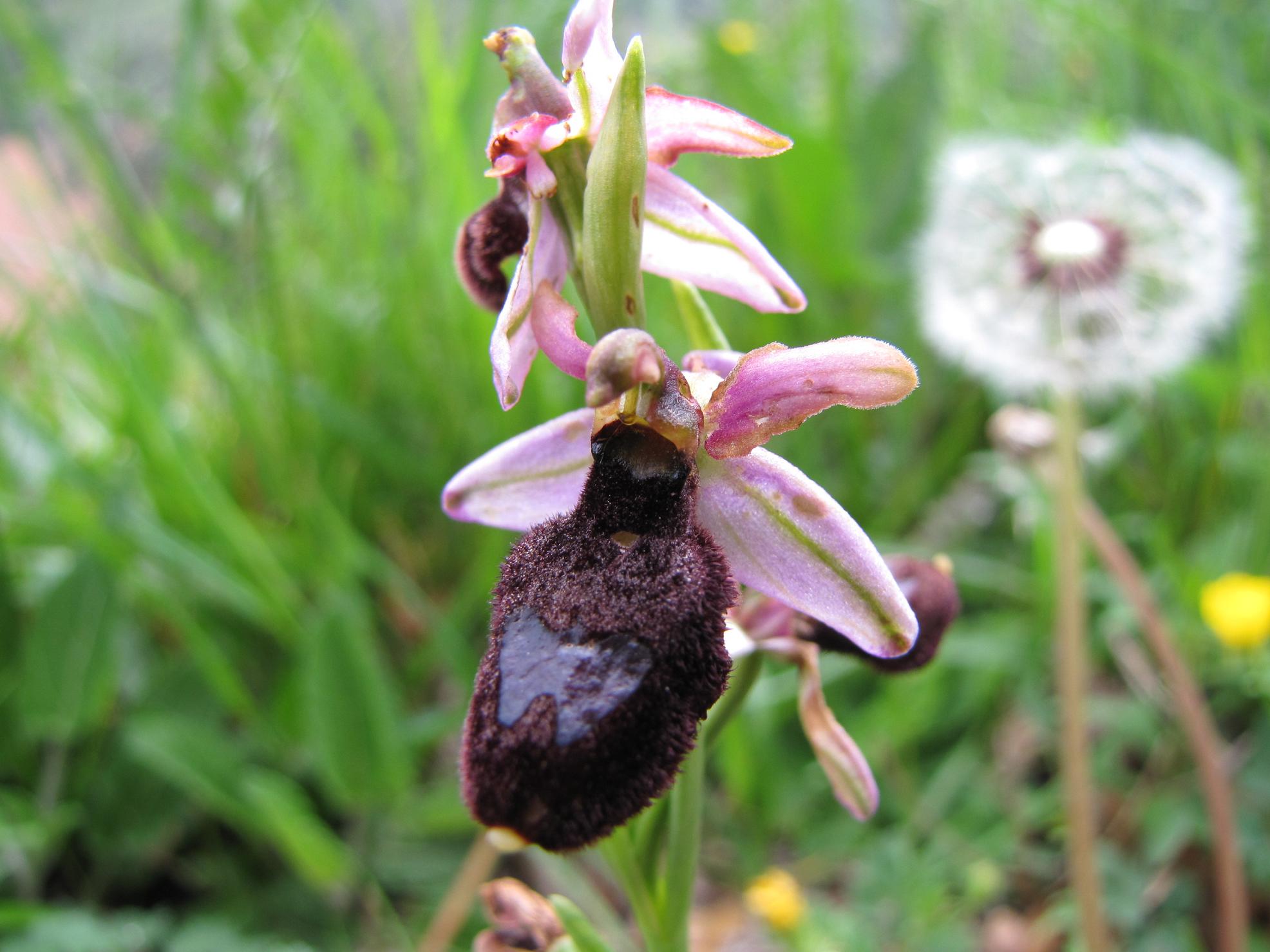 Le nostre prime orchis & ophrys